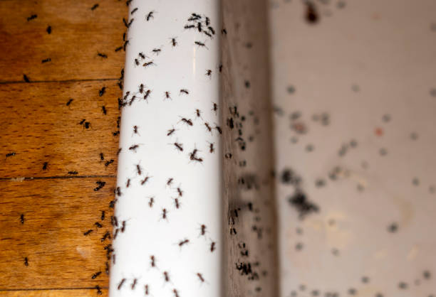 Best Wasp Removal Services  in Oak Grove, MO